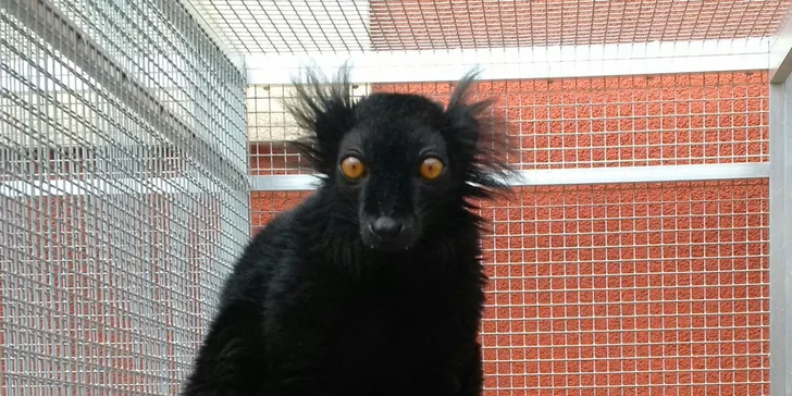 Exotická zvířata zblízka: rodinné a partnerské vstupy do Zooparku Stěžery