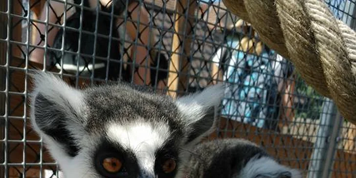 Exotická zvířata zblízka: rodinné a partnerské vstupy do Zooparku Stěžery