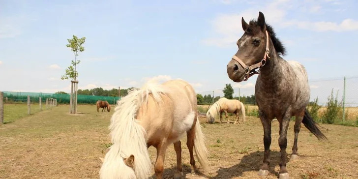 Exotická zvířata zblízka: rodinné a partnerské vstupy do Zooparku Stěžery