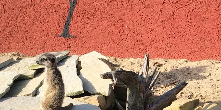 Exotická zvířata zblízka: rodinné a partnerské vstupy do Zooparku Stěžery