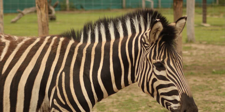 Exotická zvířata zblízka: rodinné a partnerské vstupy do Zooparku Stěžery