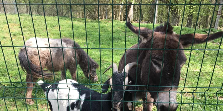 V areálu najdete i minizoo - vstup pro návštěvníky je za poplatek 30 Kč.