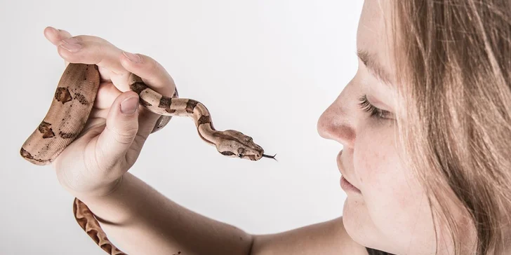 Fotografování psů a mazlíčků v ateliéru