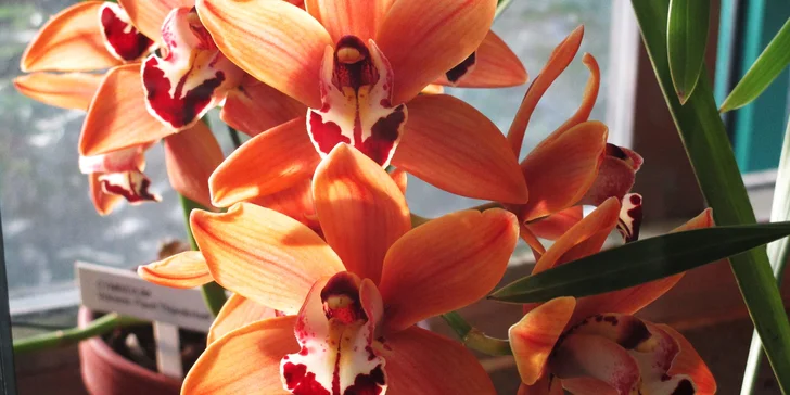 Budete si moci koupit různé odrůdy orchidejí, které v běžných květinářstvích neseženete.
