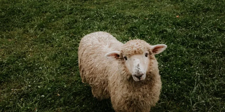 Priateľské zvieratá sa už na vás tešia!