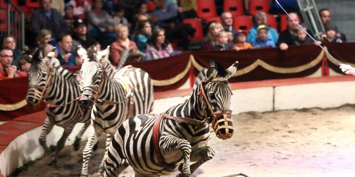 Akrobati i exotická zvířata v Mladé Boleslavi: lístky na show cirkusu Humberto