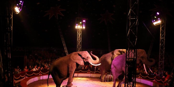 Vstupenky do Cirkusu Humberto: nadaní akrobati, klauni i exotická zvířata
