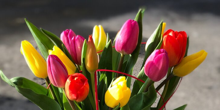 Potěšte květinou: kytice tulipánů z lásky nebo jen tak pro radost - 15 či 30 ks
