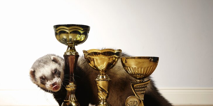 Furry Snakes: Mezinárodní výstava fretek s olympiádou v Praze