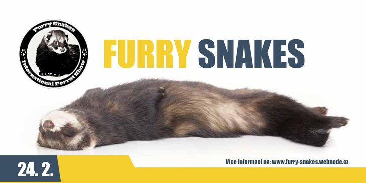 Furry Snakes: Mezinárodní výstava fretek s olympiádou v Praze