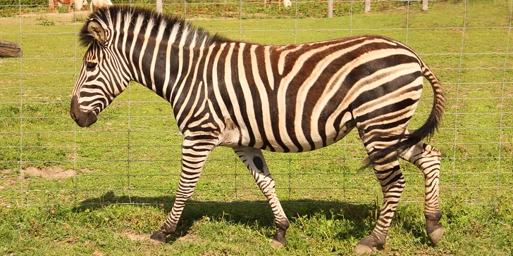 Exotická zvířata zblízka: rodinné a partnerské vstupy do Zooparku Stěžery