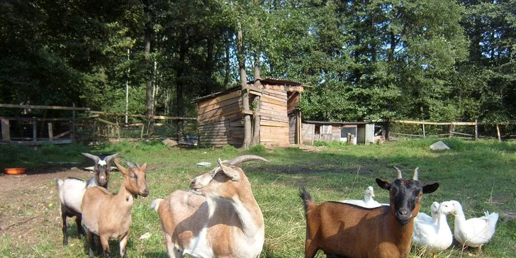 Dovolená na Klatovsku s domácí polopenzí a 50% slevou na wellness