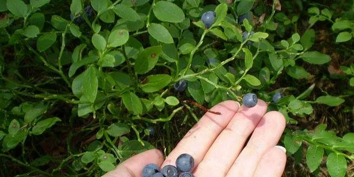Aktivní relaxace v Krkonoších s polopenzí, wellness, saunou a půjčením kol