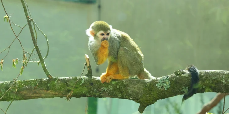Výlety nabitá dovolená u Zlína: 3* hotel Baťov, polopenze, vstup do ZOO Zlín