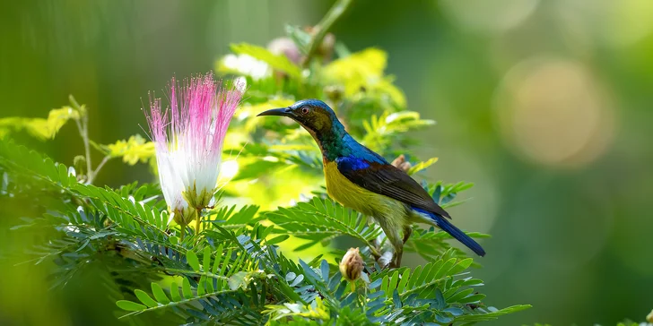 Sunbird, Borneo, Malajsie.