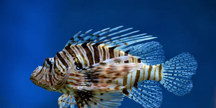 Výlet za zvířátky: Tropicarium a zoologická zahrada v Budapešti