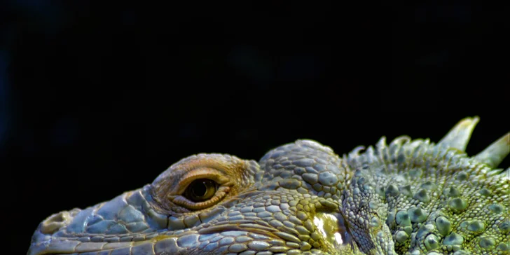 Výlet za zvířátky: Tropicarium a zoologická zahrada v Budapešti
