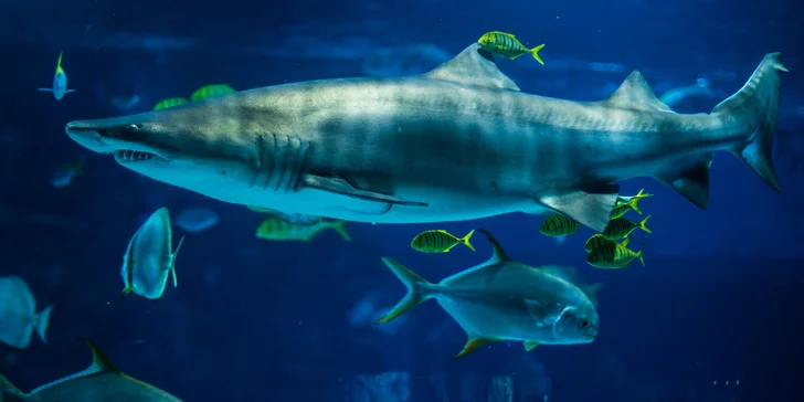 Výlet za zvířátky: Tropicarium a zoologická zahrada v Budapešti