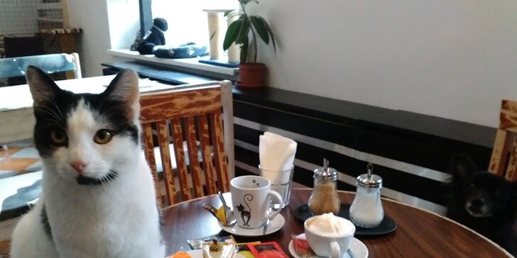 Toast a limonáda nebo káva a zákusek v kavárně plné koček pro jednoho i pro dva