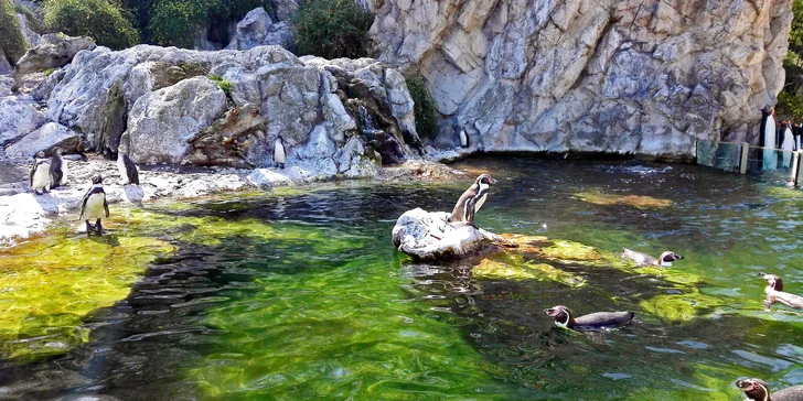 Vídeňská zoo: lední medvědi, orangutani, pandy, koaly a mnoho dalších