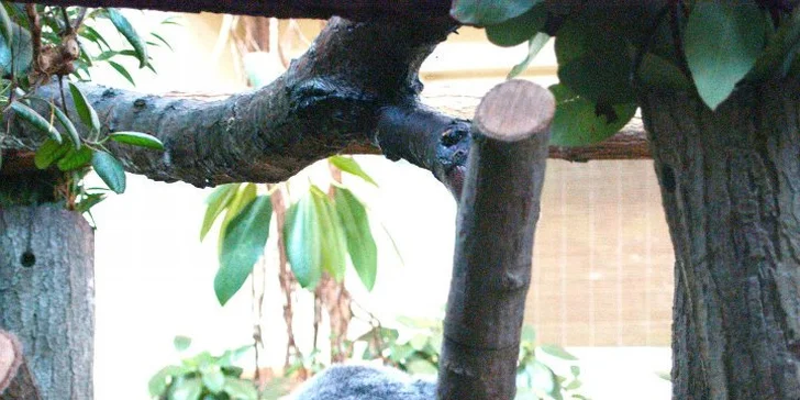 Vídeňská ZOO: lední medvědi, orangutani, pandy, koaly a mnoho dalších
