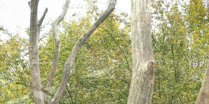 Vídeňská zoo: lední medvědi, orangutani, pandy, koaly a mnoho dalších