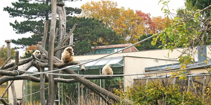 Vídeňská zoo: lední medvědi, orangutani, pandy, koaly a mnoho dalších
