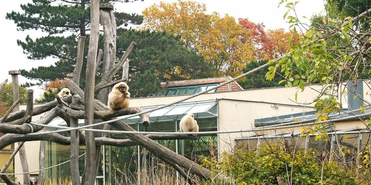 Vídeňská zoo: lední medvědi, orangutani, pandy, koaly a mnoho dalších