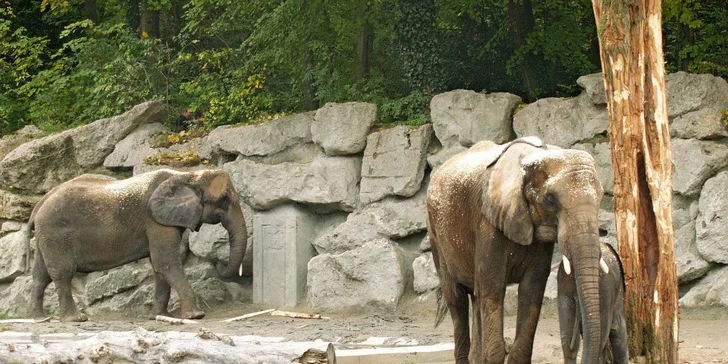 Vídeňská zoo: lední medvědi, orangutani, pandy, koaly a mnoho dalších