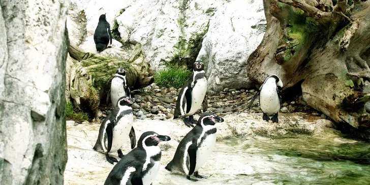 Vídeňská zoo: lední medvědi, orangutani, pandy, koaly a mnoho dalších
