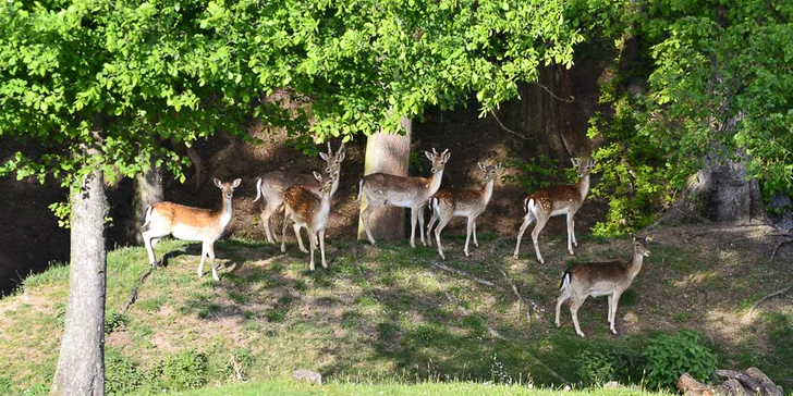 Zoopark jeleni Homole je malá, pozvolna se rozvíjející zoo, která se nachází na jihu osady Homole.