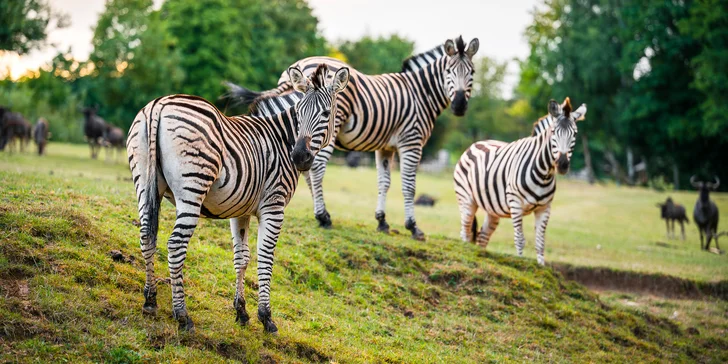 Do pěší části safari máte po celou dobu neomezený vstup. 