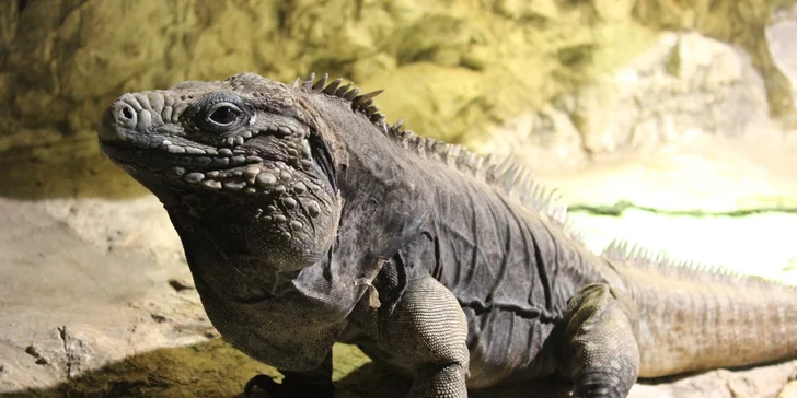 Zoo Terárium: Plazi všech druhů, opičky i kočkovité šelmy v pražské minizoo