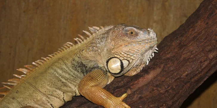 Zoo Terárium: Plazi všech druhů, opičky i kočkovité šelmy v pražské minizoo