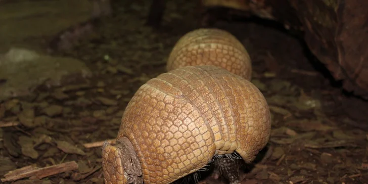 Zoo Terárium: Plazi všech druhů, opičky i kočkovité šelmy v pražské minizoo