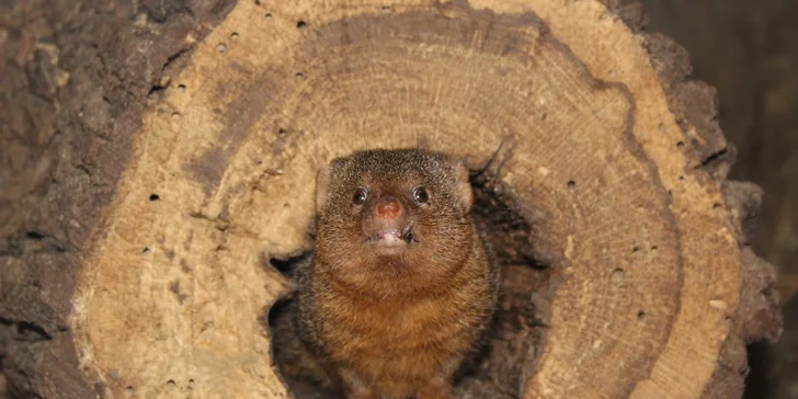 Zoo Terárium: Plazi všech druhů, opičky i kočkovité šelmy v pražské minizoo