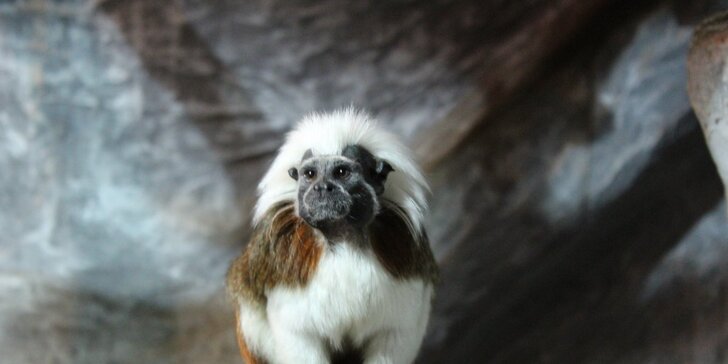 Zoo Terárium: Plazi všech druhů, opičky i kočkovité šelmy v pražské minizoo