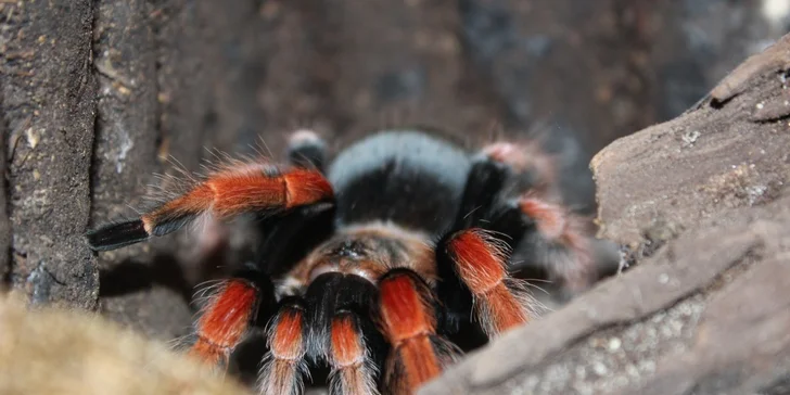 Zoo Terárium: Plazi všech druhů, opičky i kočkovité šelmy v pražské minizoo