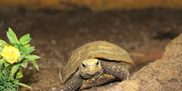 Zoo Terárium: Plazi všech druhů, opičky i kočkovité šelmy v pražské minizoo