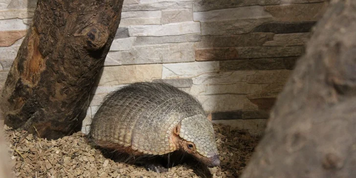 Zoo Terárium: Plazi všech druhů, opičky i kočkovité šelmy v pražské minizoo