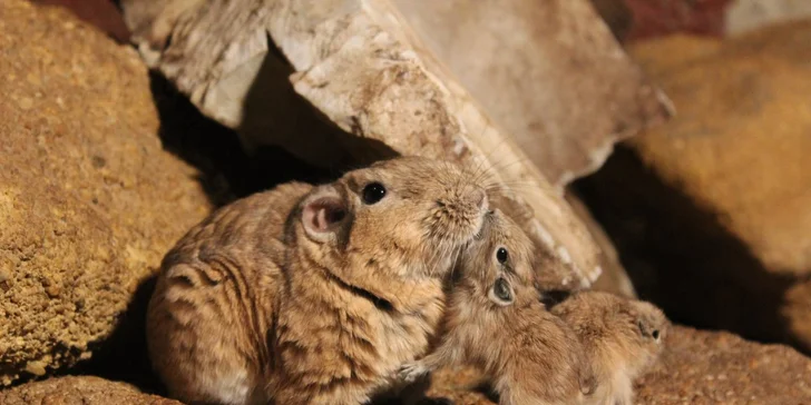 Zoo Terárium: Plazi všech druhů, opičky i kočkovité šelmy v pražské minizoo
