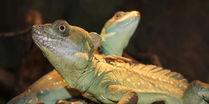 Zoo Terárium: Plazi všech druhů, opičky i kočkovité šelmy v pražské minizoo
