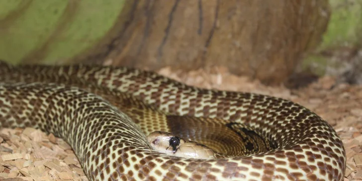 Zoo Terárium: Plazi všech druhů, opičky i kočkovité šelmy v pražské minizoo