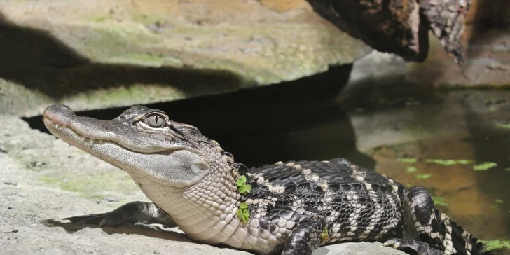 Zoo Terárium: Plazi všech druhů, opičky i kočkovité šelmy v pražské minizoo