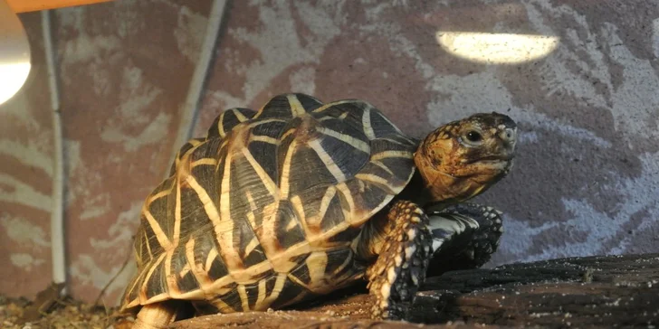 Zoo Terárium: Plazi všech druhů, opičky i kočkovité šelmy v pražské minizoo