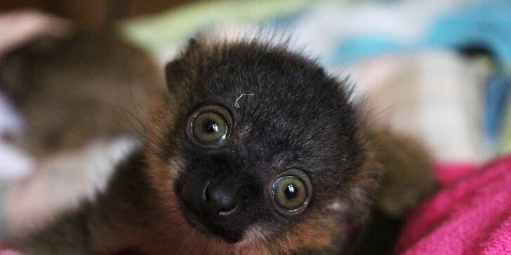 Zoo Terárium: Plazi všech druhů, opičky i kočkovité šelmy v pražské minizoo