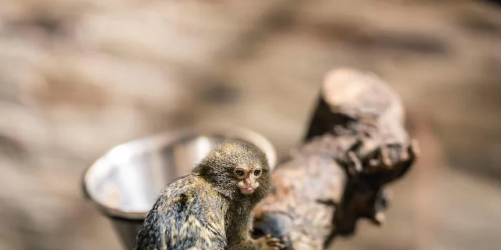 Zoo Terárium: Plazi všech druhů, opičky i kočkovité šelmy v pražské minizoo
