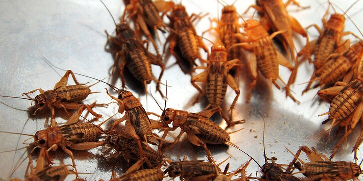 Show šéfkuchaře Petra Ocknechta: Ochutnejte exotické hmyzí speciality