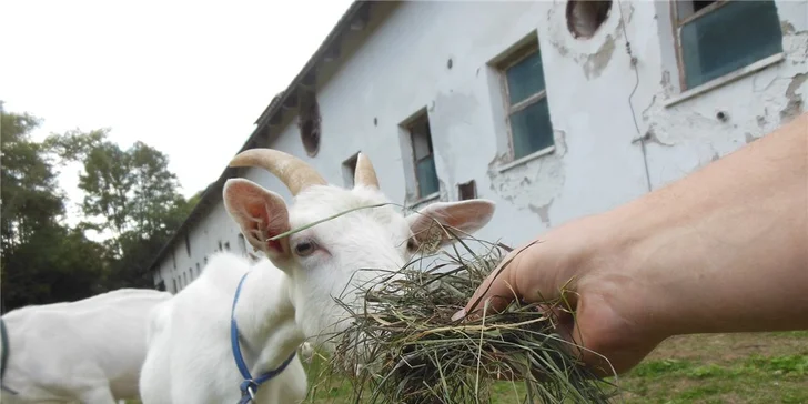 3denní pobyt na farmě pro rodinu: účast na aktivitách podle ročního období