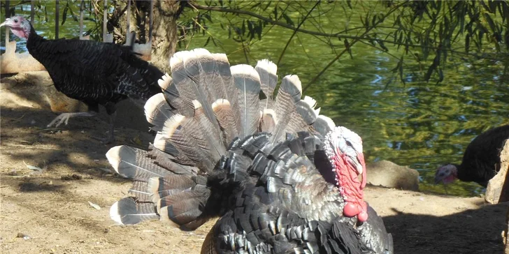 3denní pobyt na farmě pro rodinu: účast na aktivitách podle ročního období